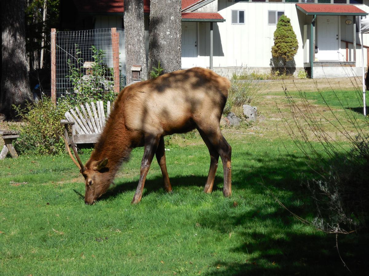 Mountain View Lodge - No Pets Allowed Packwood Eksteriør billede